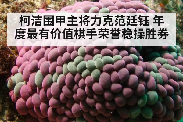 柯洁围甲主将力克范廷钰 年度最有价值棋手荣誉稳操胜券